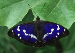 A bumble bee - just one of many creatures covered by the Collins New Naturalist publications.