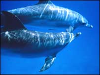 O golfinho de Hector é a mais rara espécie marinha