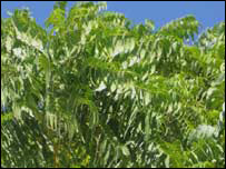 नीम का पेड़