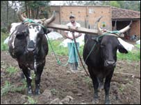O fumicultor Marcio Almeida, de Arroio do Padre