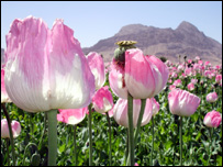 افغانستان افیون کی پیداوار