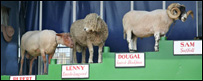 Sheep show