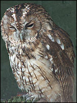 Tawny Owl