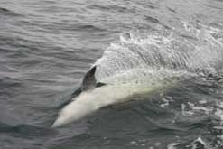 Dolphin off Tory Island