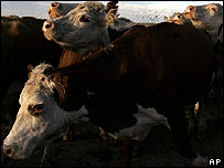 Gado em fazenda da província argentina de Entre Ríos