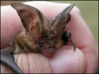 Brown long eared bat