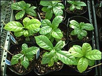 जीन संशोधित फ़सल