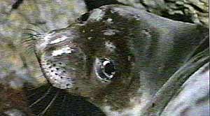 Mediterranean monk seal