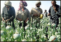 مزرعه کوکنار