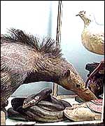 Stuffed animals (C) Wakefield MDC