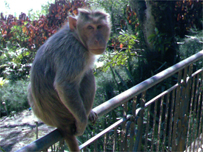 Monkey poses for the camera