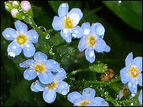 Forget-me-nots (Photo: copyright Ann Morash)