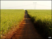 گنے کی کاشت 