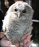 Young tawny owl