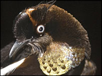 Imagem: Bruce Beehler/CI  