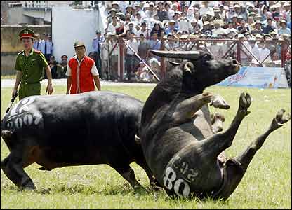 Trâu được huấn luyện để nó trở lại thú tính như trâu rừng