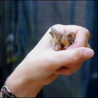 Bat in the hand