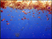 زندگی ماهی ها