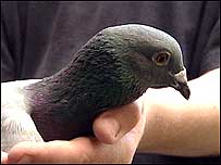 Pigeon