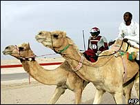 اونٹوں کی دؤرڈ