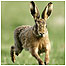 Hare c/o PA Images