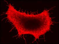 انسانی جسم کا خلیہ 