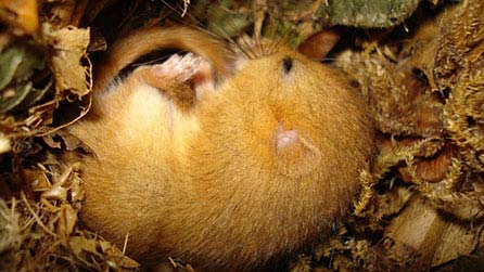 Dormouse. Photo: Sarah Brown