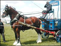 A Shire Horse ready for work