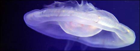海月水母（Moon Jellyfish）
