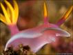 Hypselodoris Bollock (David and Debi Henshaw)