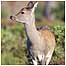 Walking activities (Image: Sika Deer)