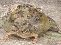 Sapo de três cabeças