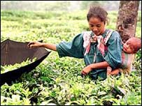 चाय बागान