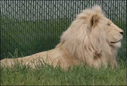 White lion at West Midlands Safari Park