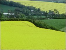 Cánh đồng hoa cải dầu