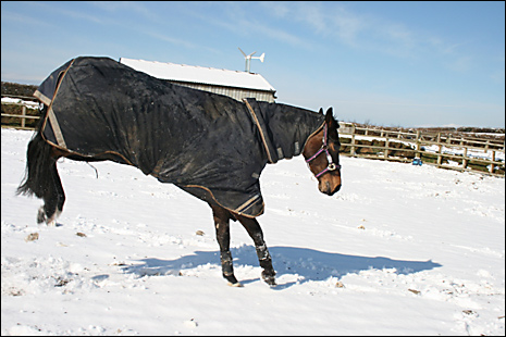 Horse enjoying the snow at Barnstaple