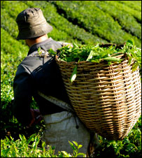 Picking tea