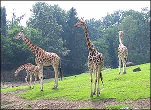 عکس از سميه، هلند