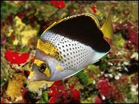 दुर्लभ प्रजातियाँ