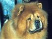Chow Chow (Foto: BBC)