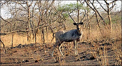 गीर का जंगल