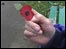 Holding a poppy