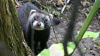 Polecat