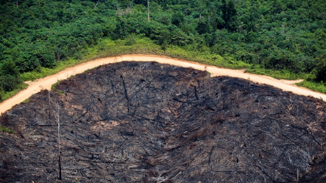 Foto de Daniel Beltrá, cortesia, The Prince’s Rainforests Project and Sony