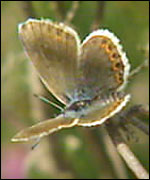 Silver-studded blue butterfly