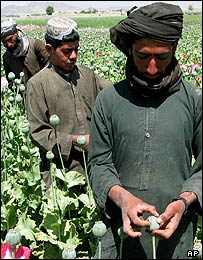 پوست کی فصل