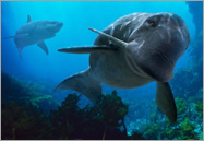 Megalodon hunting Odobenocetops