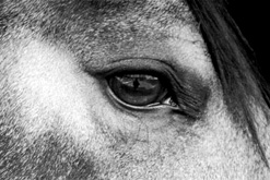 Image: photo by Mary McCartney