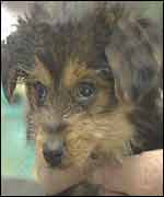 Puppy purchased by Inside Out