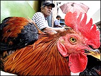 Yol kıyısında tavuklarını satmaya çalışan Endonezyalı